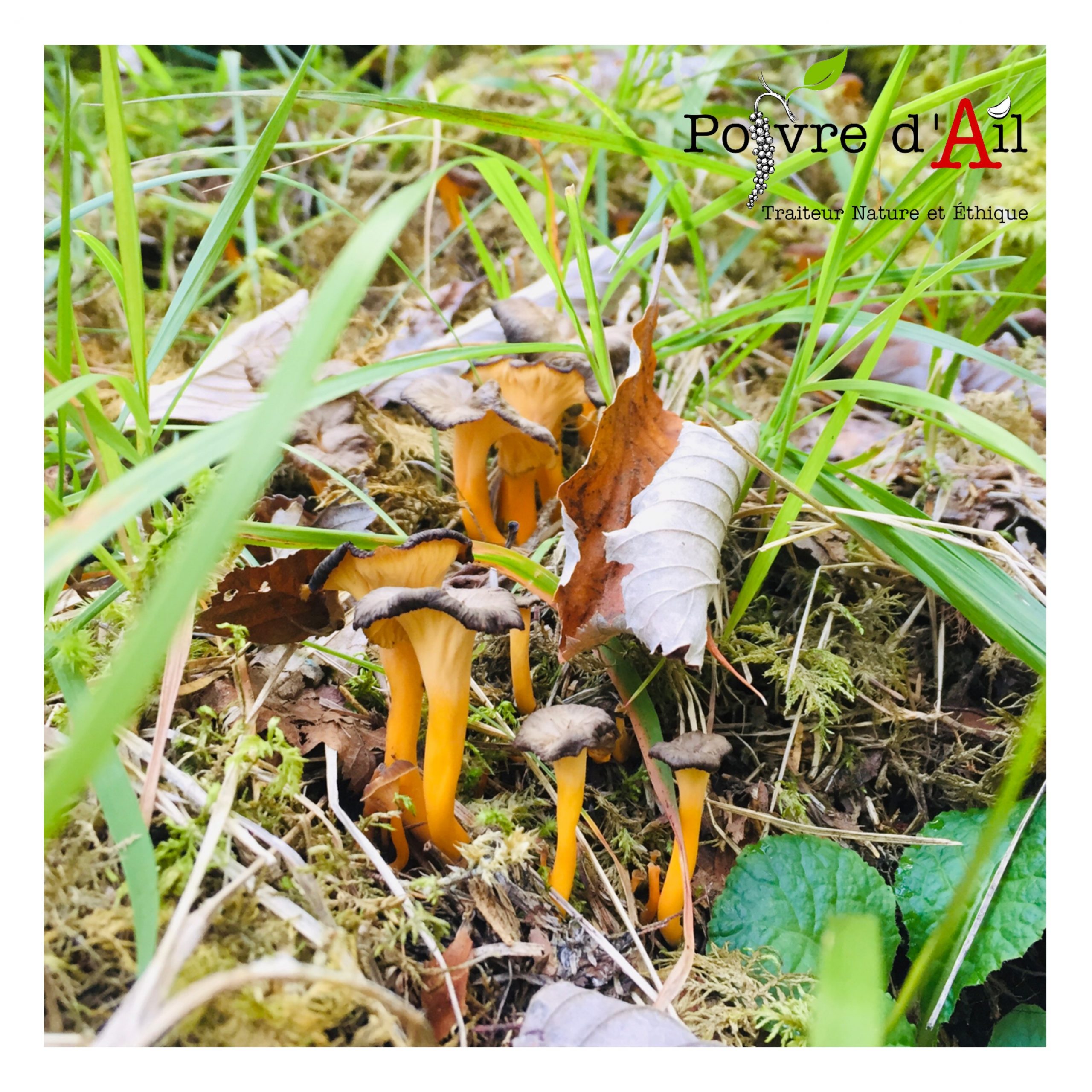 Chanterelles-Traiteur-Ethique-Bio-Cassis-Roquefort La Bédoule